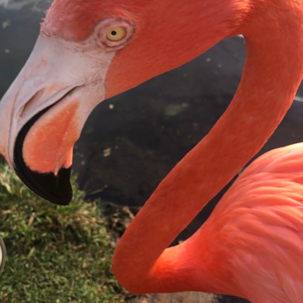 Meet your Posher, Dixie